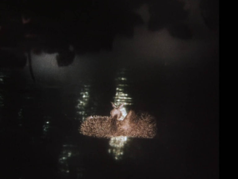 霧の中のハリネズミ - 川に落ちたハリネズミ